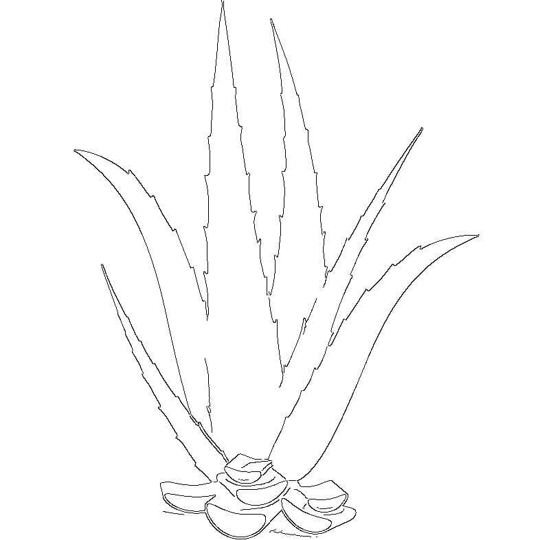 BIOXIDEA Aloe